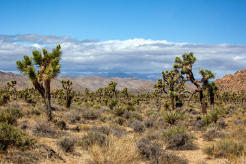 Fototapeta premium Joshua Tree Desert Terrain