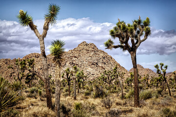 Rocks and Trees in Joshua Tree Desert