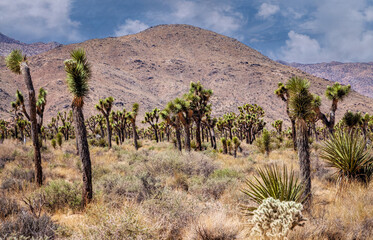 Fototapeta premium Field of Joshua Trees