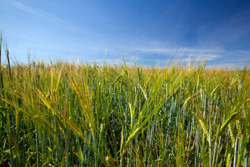 green cereal field with wheat in summer