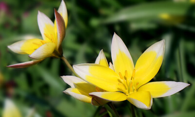 Yellow tulip flowers in the garden. Tulipa urumiensis. Tulipa tarda.
