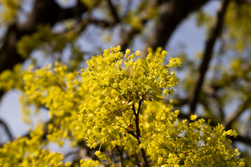 the young foliage of the maple tree in the spring season