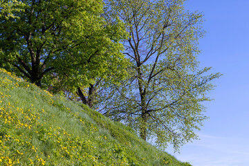 the young foliage of the maple tree in the spring season