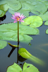 Water Lily Flower in Everglades National Park - 508976179
