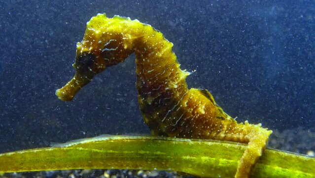 Short-snouted seahorse (Hippocampus hippocampus), clings to a fish with its tail, Black Sea