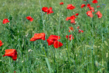 red poppies growing in an agricultural field with cereals