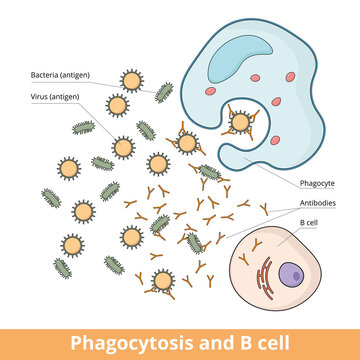 Cooperation between B cell and phagocyte during immune responce caused by antigens (bacteria or virus). B cell produces antibodies that weaken antigens and phagocyte eliminates them.