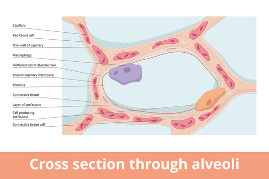 Alveoli in cross-section showing basic structural entities: cappilaries, macrophage, alveolus and cell producting surfactant. 