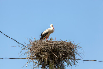 a white stork sitting in a nest against a blue sky