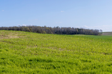 Fototapeta premium agricultural field where green unripe wheat grows