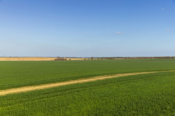 agricultural field where green unripe wheat grows