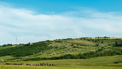 Fototapeta na wymiar landscape of region with green field and sheep