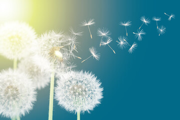 Dandelion seeds flying at sunset. White dandelions on blue background - Powered by Adobe