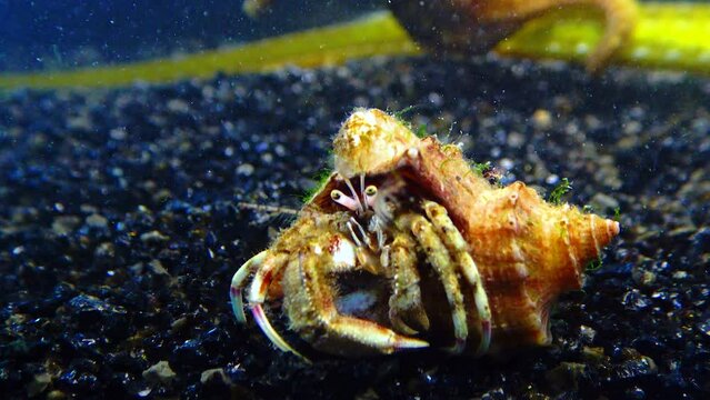 Small hermit crab (Diogenes pugilator) in the shell of Rapana venosa