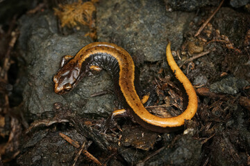 Closeup on a yellow Westerne red-backed salamander , Plethodon vehiculum from Washington State