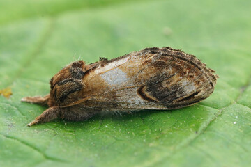 Closeup on apebble prominent moth, Notodnota ziczac