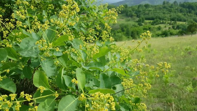 Smoke Tree flowering in spring (Cotinus coggygria) - (4K)