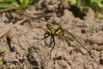 Facial closeup on a black tailed skimmer dragonfly, Orthetrum cancellatum sitting on the ground