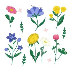 vector set of isolated wildflowers