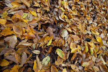 fallen foliage in autumn during leaf fall in cloudy weather
