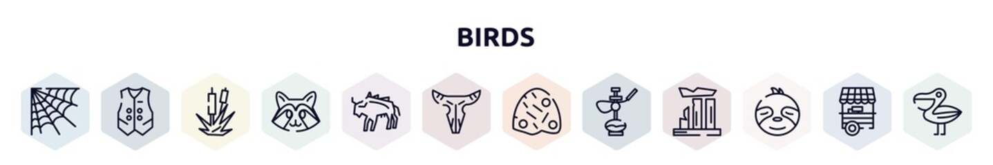 birds outline icons set. thin line icons such as cobweb, waistcoat, bulrush, racoon, bison, bull skull, anthill, hookah, sloth icon.