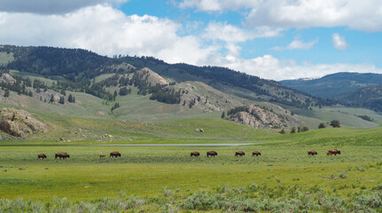 Fototapeta na wymiar Herd of american bisons walking across the prairie in the Yellowstone National Park, Wyoming, USA. Herd of wild animals from the distance.