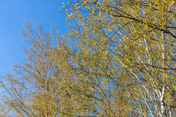 birch trees in the spring season with a lot of earrings during blooming