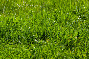 simple plain grass weeds on the field in the summer season