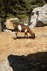 White spotted brown goat on the Kos island - 508981102