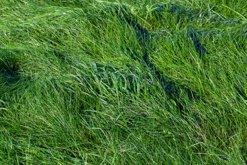 green grass covered with drops of water after rain
