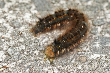 Closeup on a hairy caterpillar  of the drinker moth, Euthrix potatoria on the road