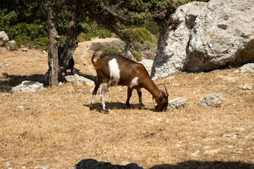 White spotted brown goat on the Kos island - 508981185