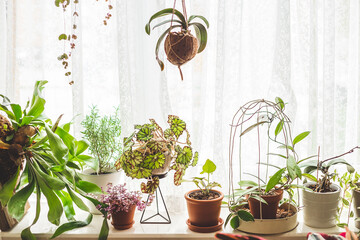 Lots of House plants growing in pots on windowsill