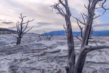 Dead trees on calcium carbonate terraces of Mammoth Hot Springs, Yellowstone National Park, Wyoming, USA. White geothermal terraces with dead trees on a sunny day.