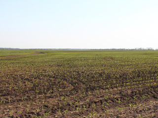 Agricultural field with small corn sprouts
