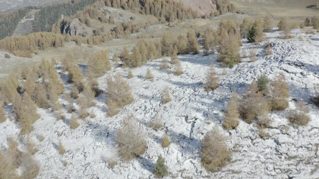 Magnifique colline de sapins aux couleurs d'automnes dans les alpes au mythique lac de Serre Pon&ccedil;on. Tourn&eacute; au DJI Mavic 2 Pro, ISO 100 F 2.8 S1/50 24 ips DLOG 