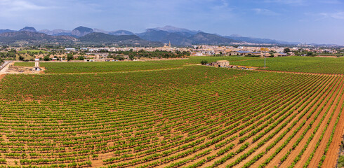 spring vineyard field, wineries José L. Ferrer, Binissalem, Majorca, Balearic Islands, Spain