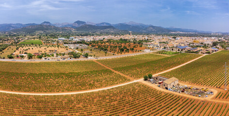 spring vineyard field, wineries José L. Ferrer, Binissalem, Majorca, Balearic Islands, Spain