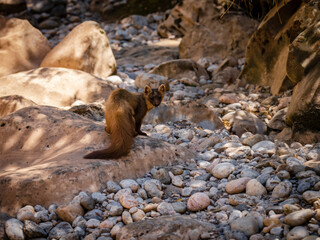 mustelid, Martes Martes, Torrent de Pareis, Sa Calobra, Majorca, Balearic Islands, Spain