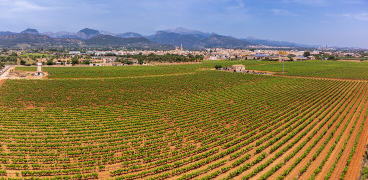 spring vineyard field, wineries Jos&eacute; L. Ferrer, Binissalem, Majorca, Balearic Islands, Spain