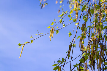 birch catkins during flowering in the spring season