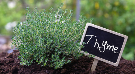 Thyme or Thymus culinary medicinal herb. Fresh aromatic, therapeutic plant and text label, close up