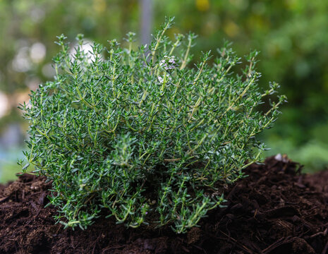 Thyme or Thymus culinary medicinal herb. Fresh aromatic, therapeutic plant, close up