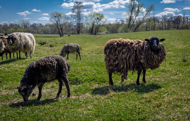 Obraz premium A flock of sheep in a grazing field. No people, blue sky.