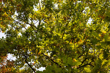 oak foliage turning yellow in autumn during leaf fall