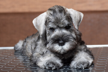 A small bearded miniature schnauzer puppy lying on the grooming table and looking at you