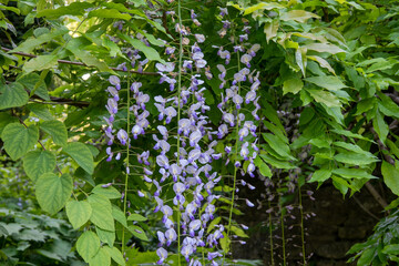 flowering wisteria a beautiful prolific tree with scented purple flowers in hanging racemes