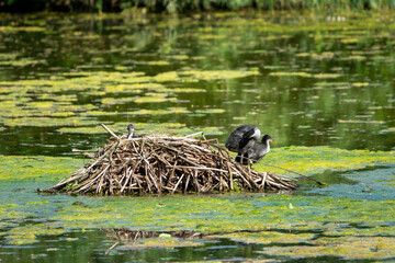 Young moorhens on a nest in the middle of a lake