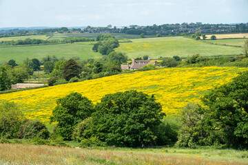view of bright yellow field of buttercups from The Cotswold Way trail England