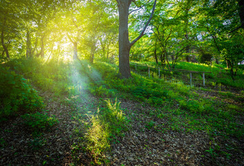 Fototapeta premium The rays of the sun passing through the foliage of the spring forest